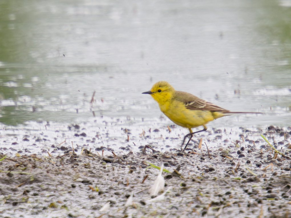 Yellow Wagtail